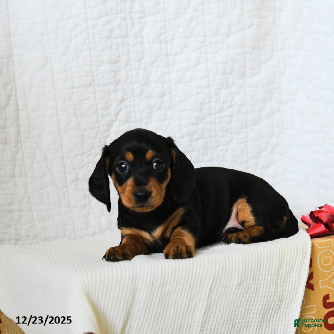 Miniature Dachshund dogs for sale: Midnight - Ad 4