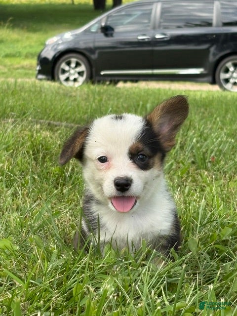 Welsh Corgi Pembroke dogs Welsh Corgi Pembroke 3 - Ad 2