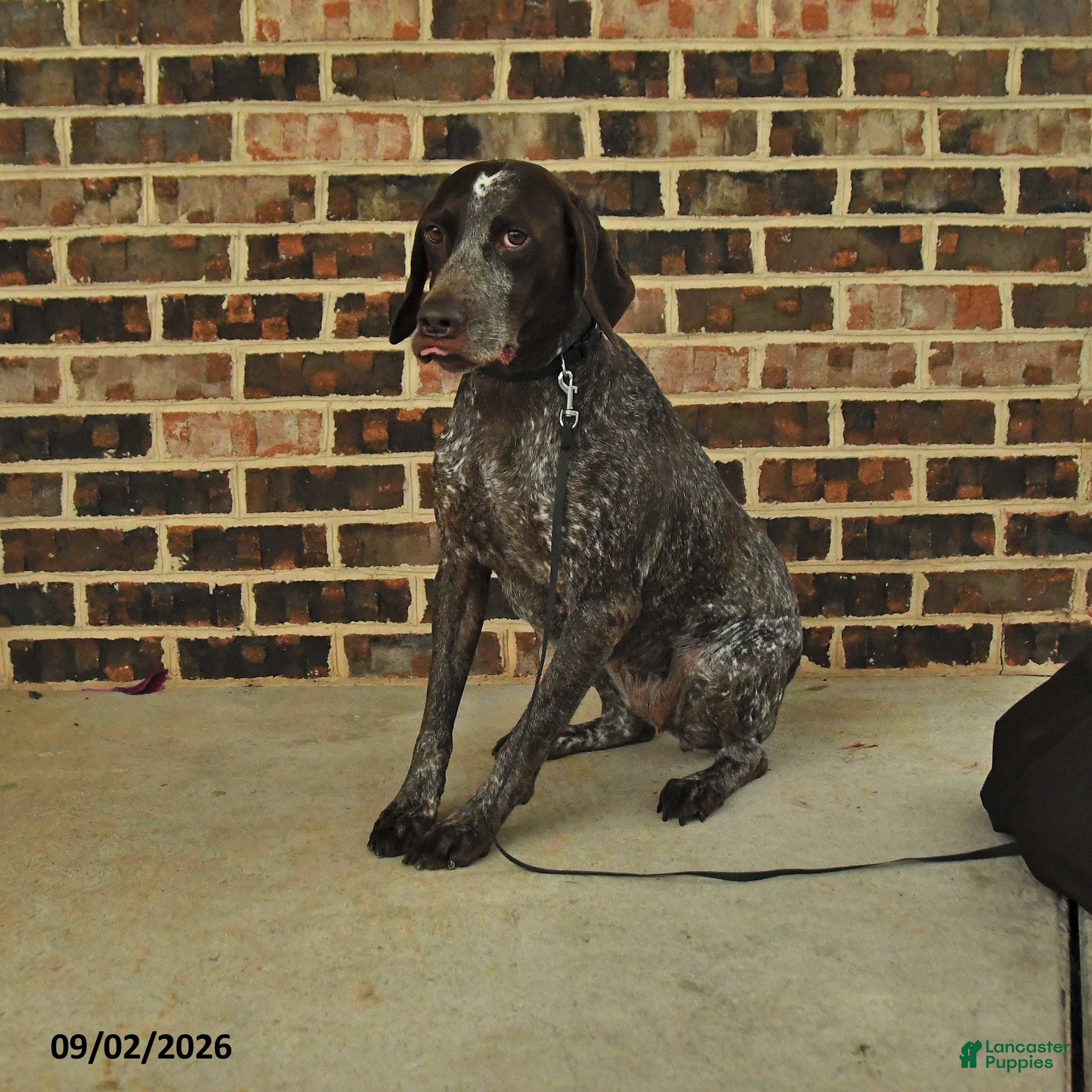German Shorthaired Pointer dogs Kaya - Ad 1