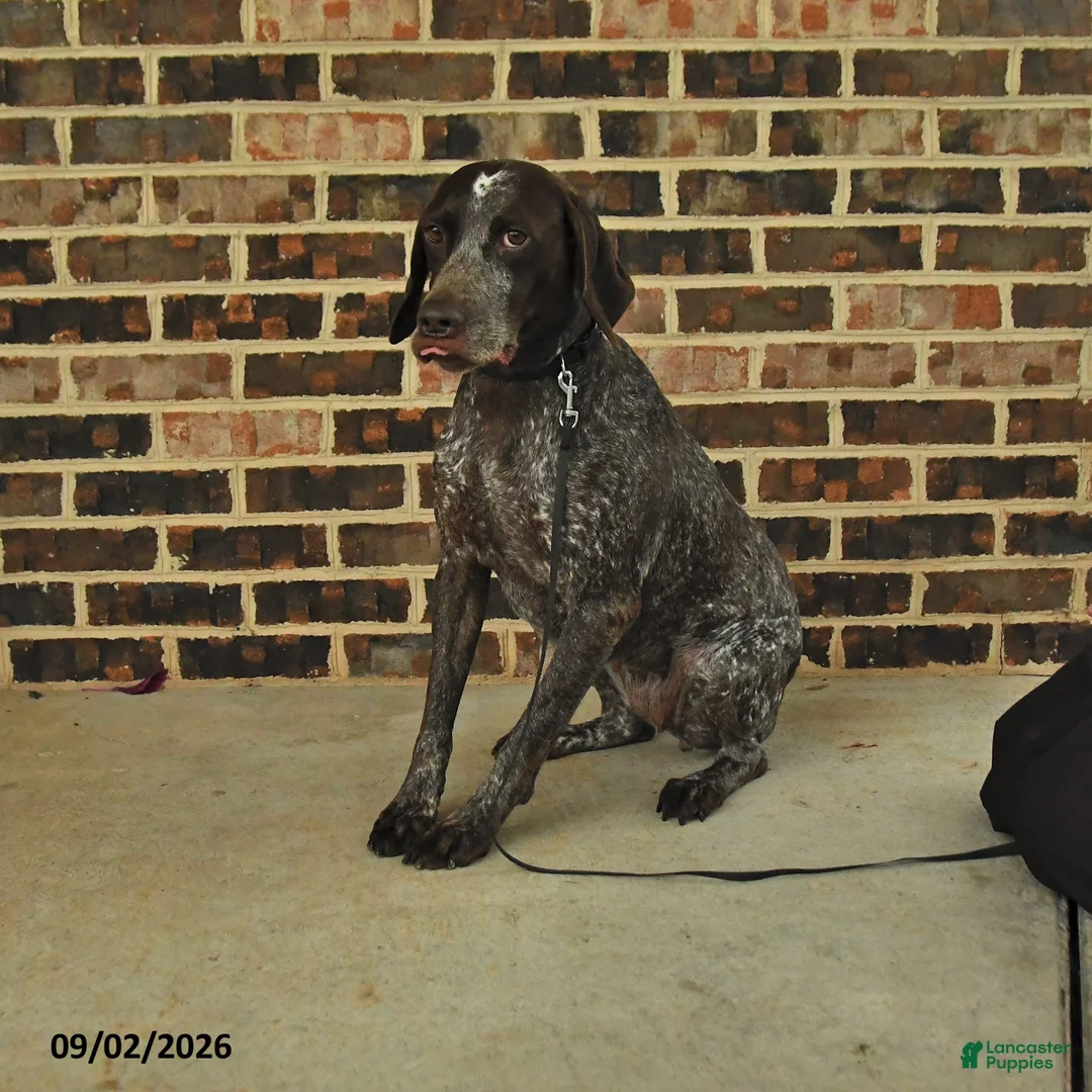 German Shorthaired Pointer dogs for sale: Kaya - Ad 1