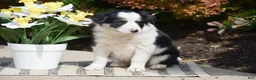 Border Collie dogs for sale: Dove - Ad 3