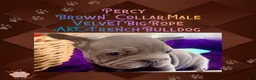 French Bulldog dogs for sale: Percy “Brown” Collar, Male - Ad 18