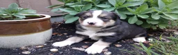 Mixed Breed dogs for sale: CRYSTAL *SALE* - Ad 9