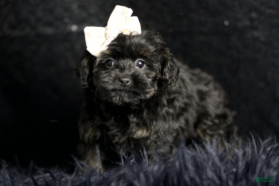 Maltipoo dogs for sale: Baby Girl  - Ad 4