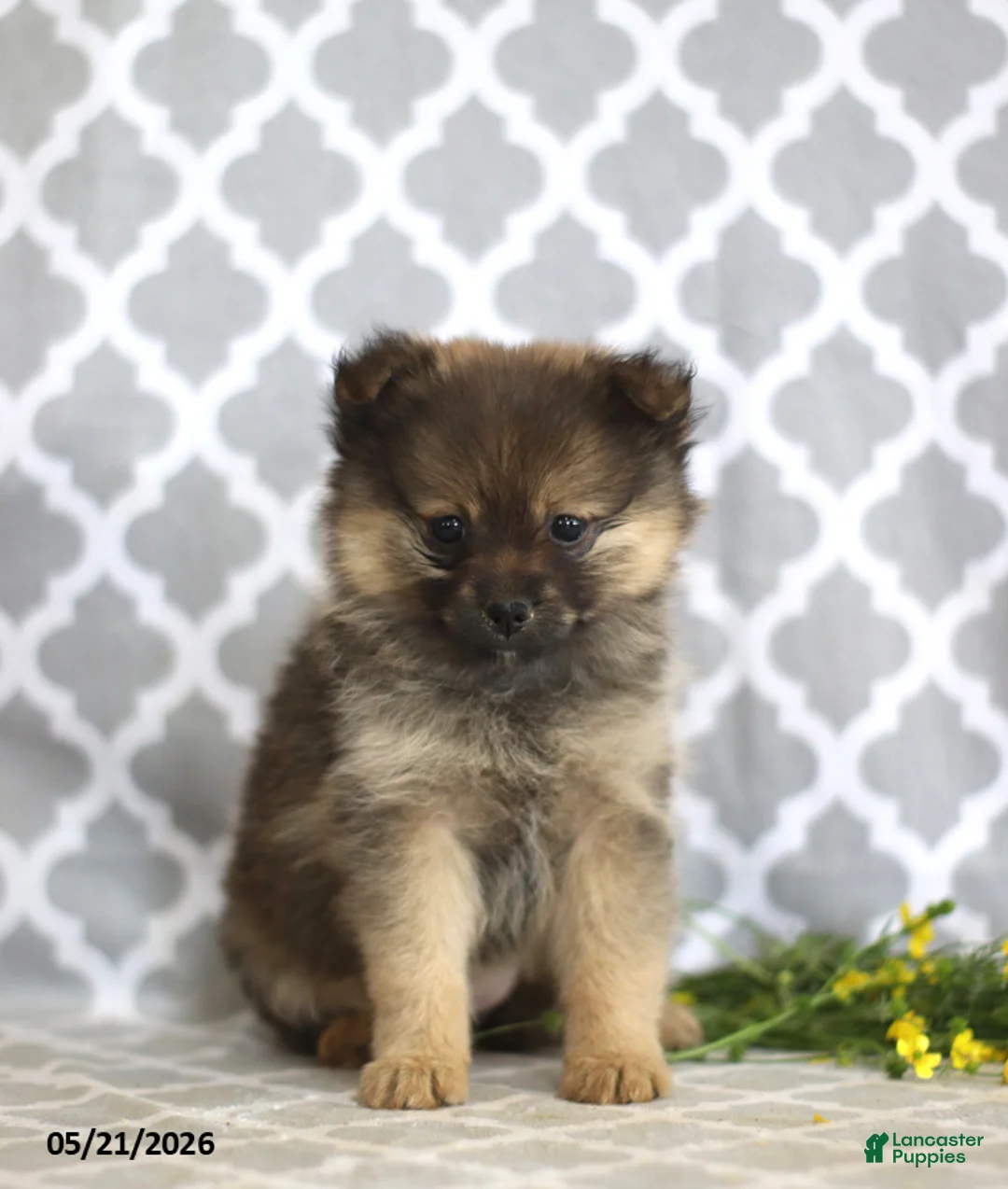 Pomeranian dogs for sale: Goldilocks - Ad 1