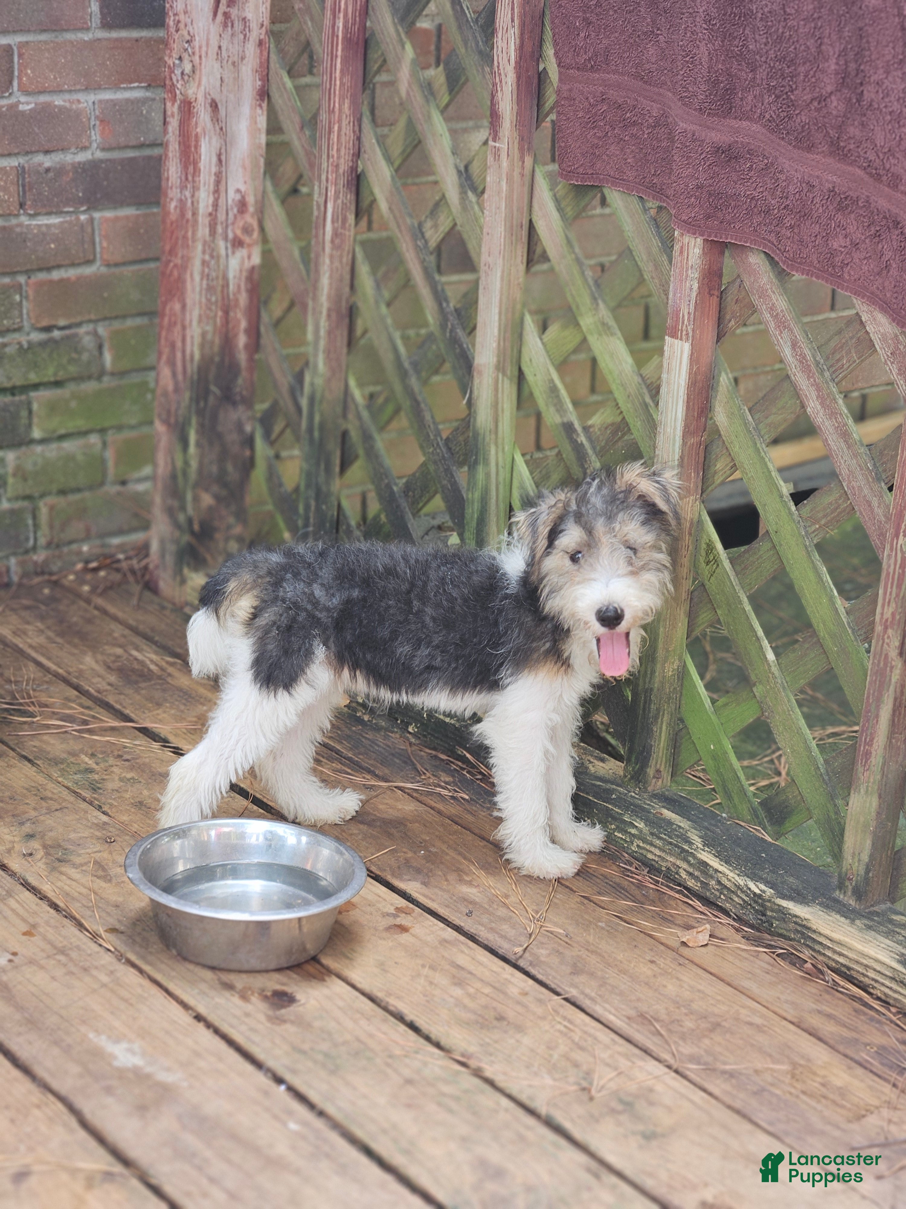 Wire Fox Terrier dogs Wire Fox Terrier Female - Ad 1