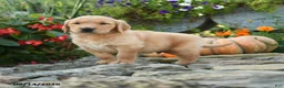 Golden Retriever dogs for sale: Clifford - Ad 3