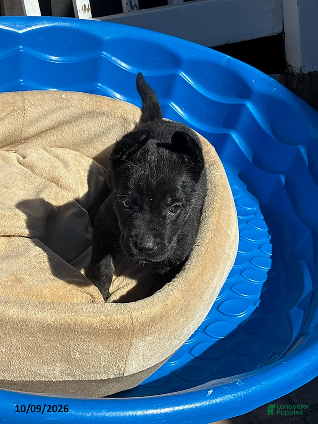 Cane Corso dogs for sale: Jazz - Ad 1