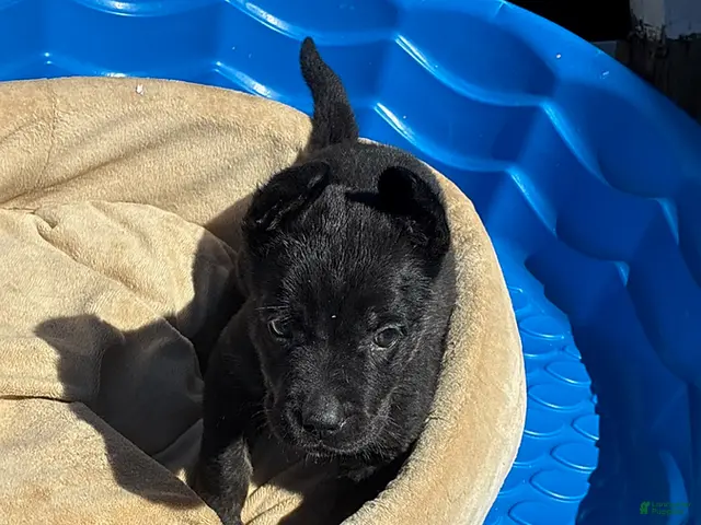 Cane Corso dogs for sale: Jazz - Ad 1