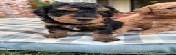 Mini Aussiedoodle dogs for sale: Sundae  - Ad 7