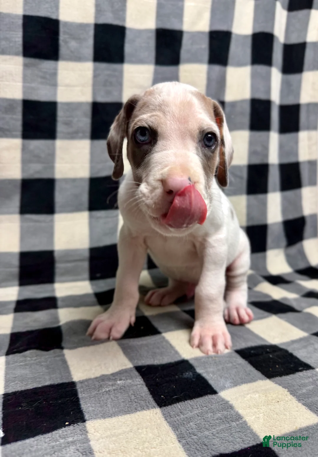 Great Dane dogs for sale: Blue Fawnquin Headed Pied (Heavy Euro) - Ad 10