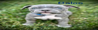 Baloo