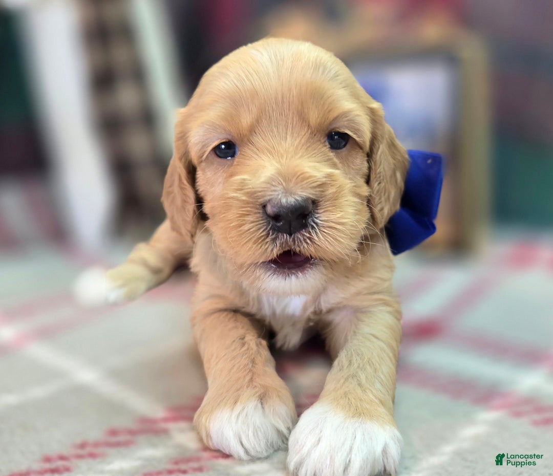 Cockapoo dogs for sale: Captain Walden - Ad 1