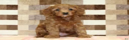 Cavapoo dogs for sale: Stella - Ad 3