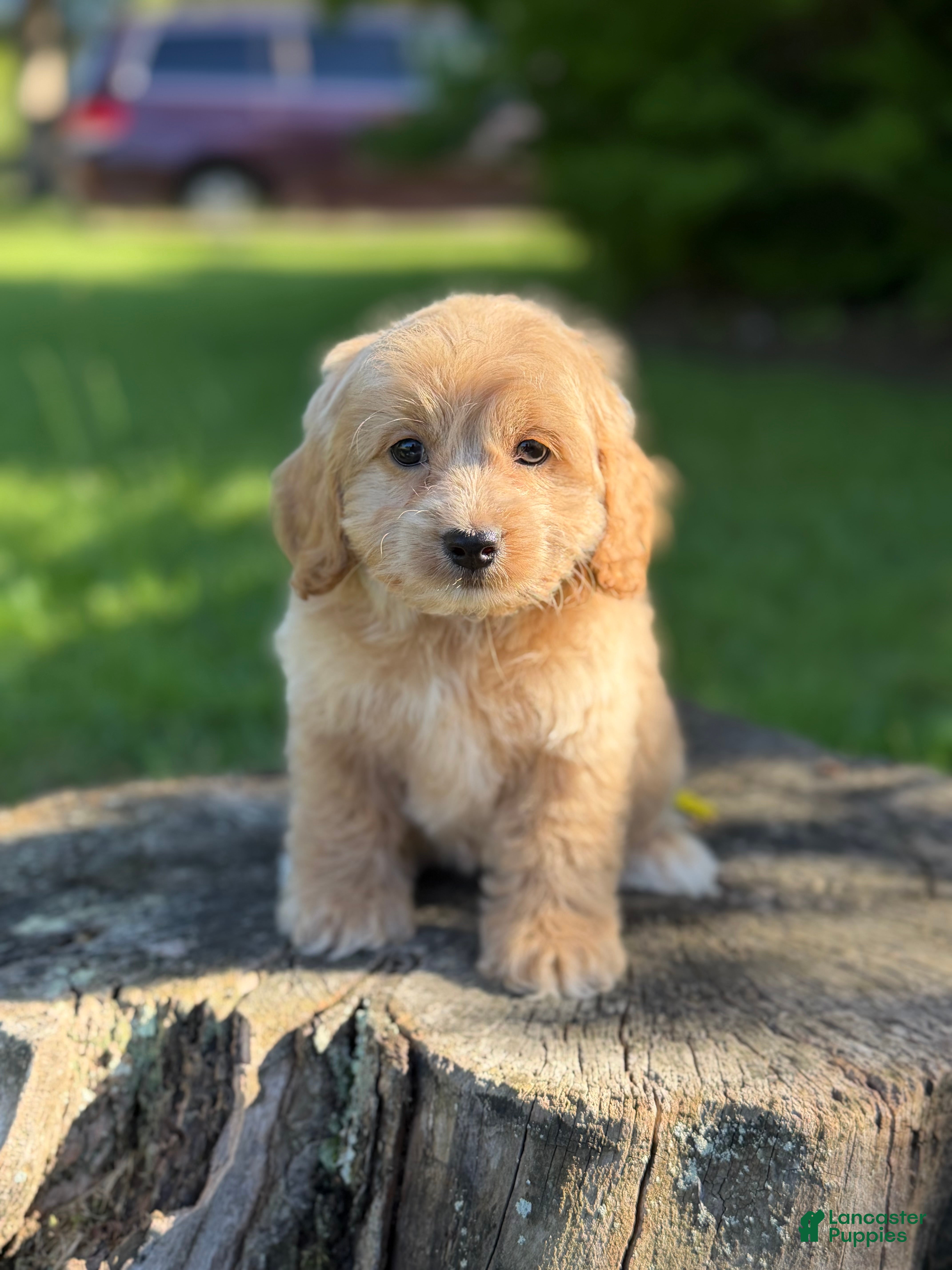 Cockapoo dogs Nova  - Ad 2