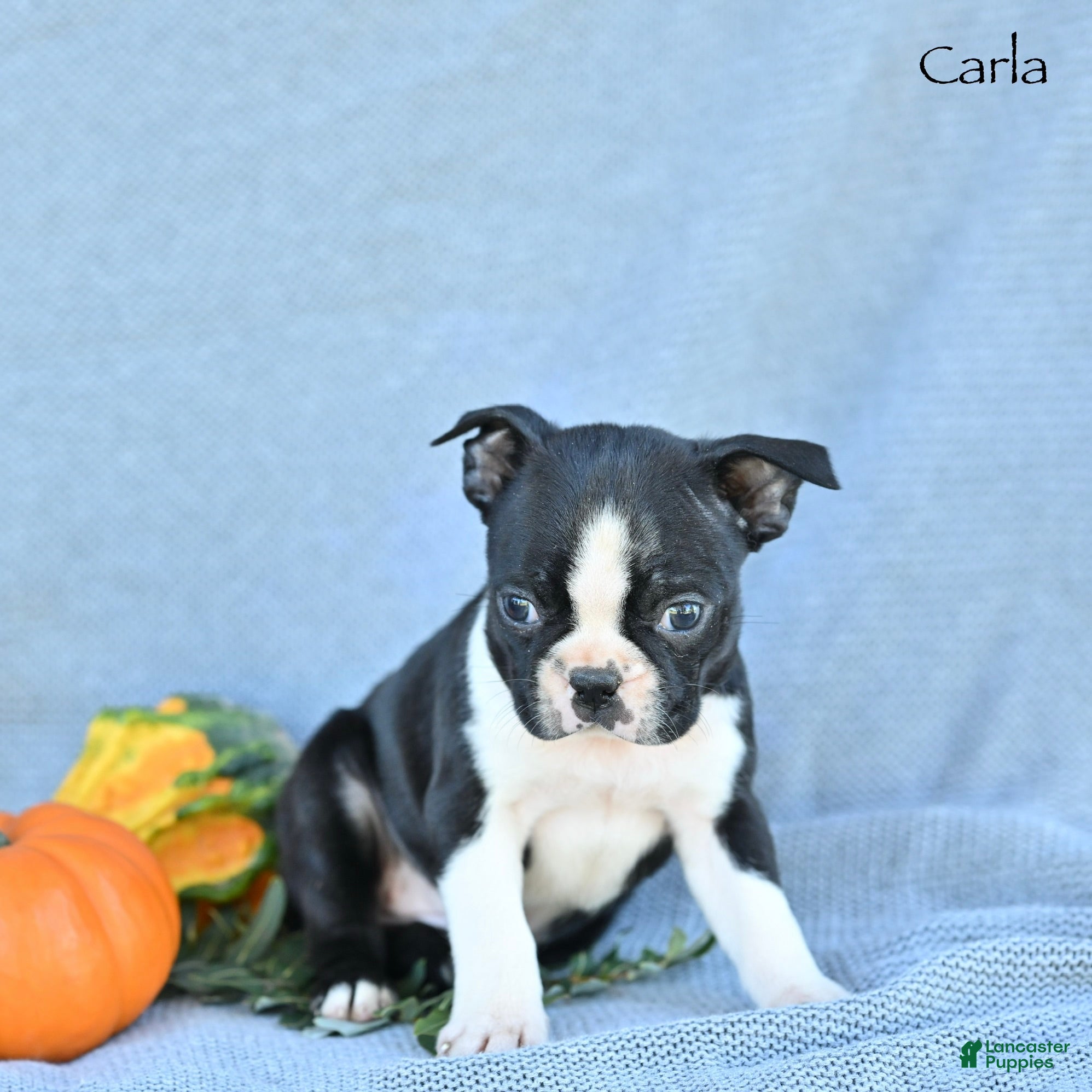 Boston Terrier dogs Carla - Ad 1