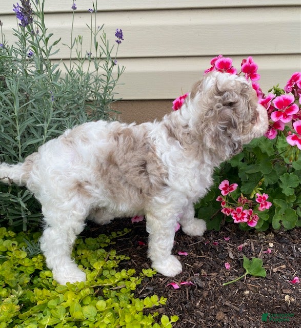 Cavapoo dogs Archie - Ad 2