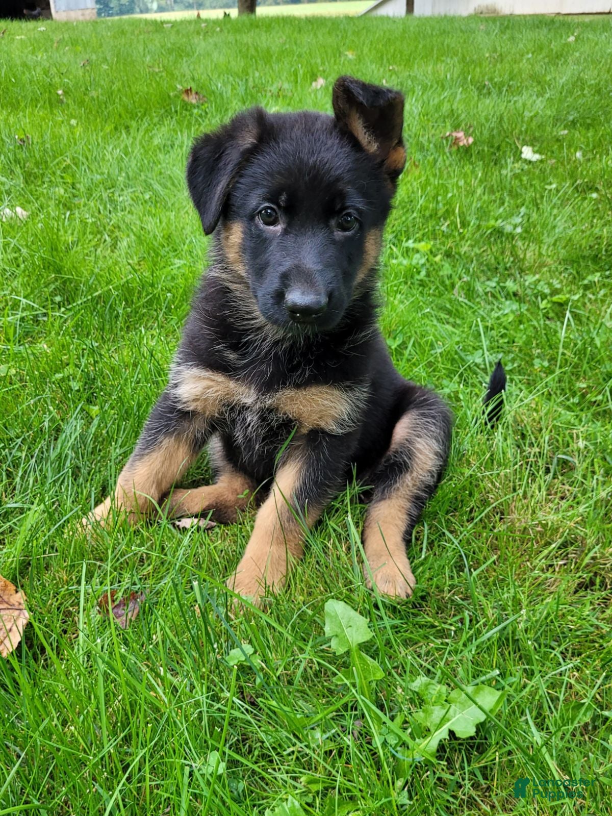 German Shepherd dogs Kali - Ad 2
