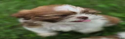 Shih Tzu dogs for sale: Shih Tzu 4 - Ad 6