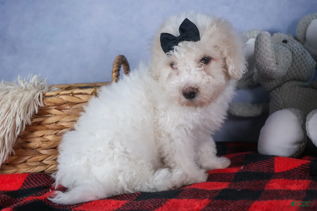 Bichpoo dogs for sale: Carmel - Ad 8