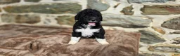 Portuguese Water Dog dogs for sale: David - Ad 4