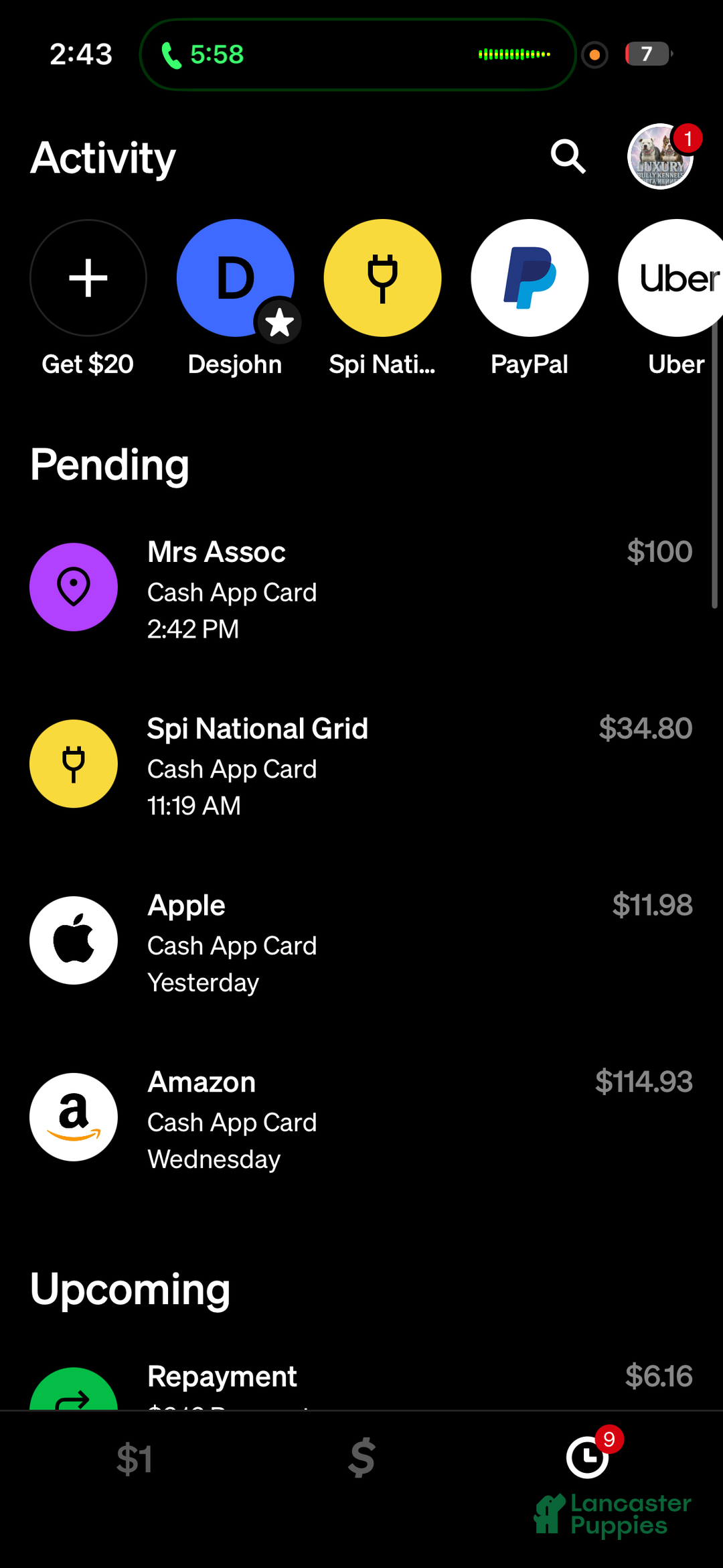 American Bully dogs for sale: Milli - Ad 14