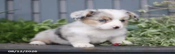 Welsh Corgi Pembroke dogs for sale: Pepper - Ad 3