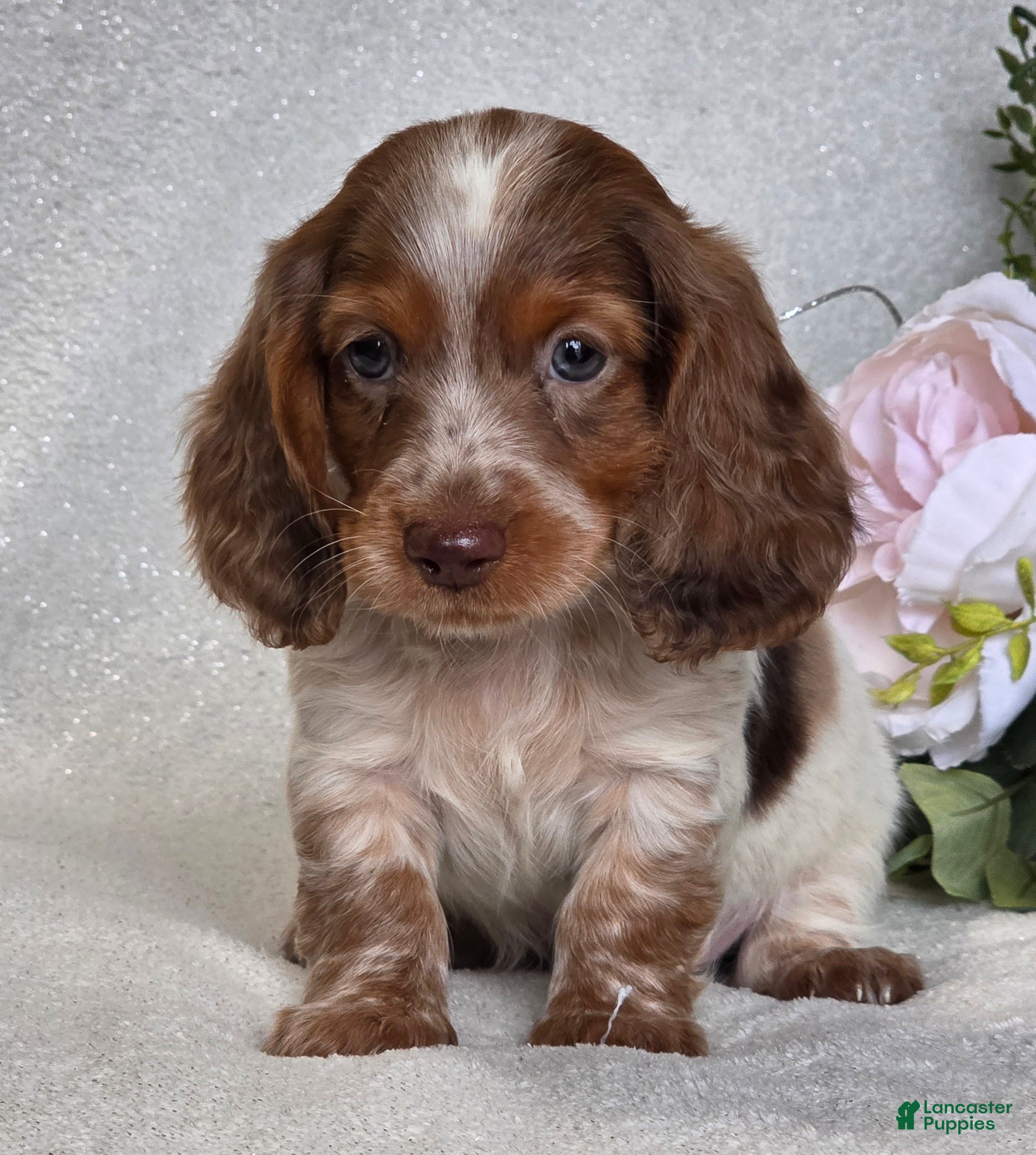 Miniature Dachshund dogs Ringo  - Ad 2