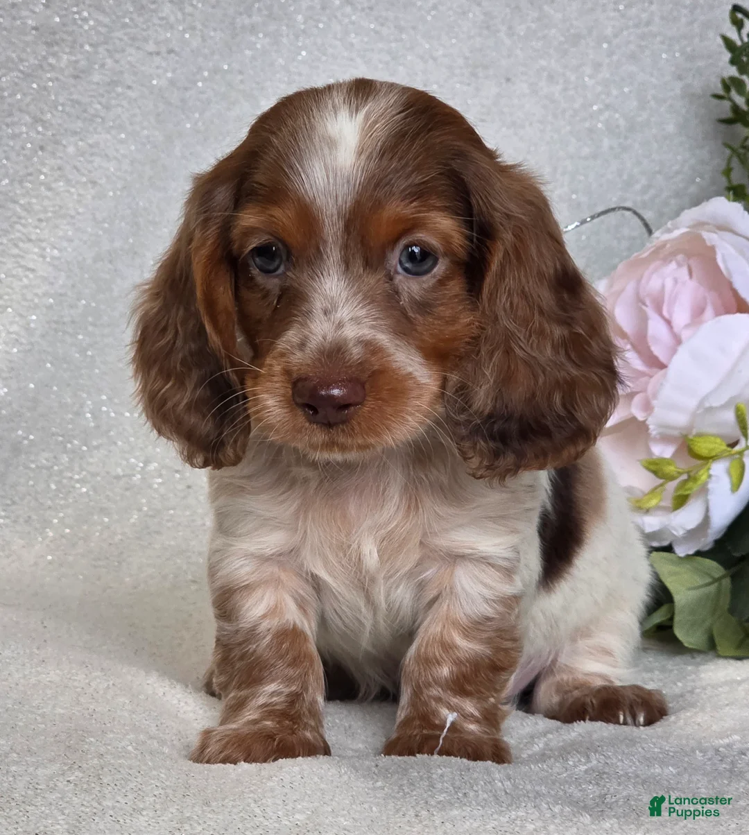 Miniature Dachshund dogs for sale: Ringo  - Ad 2