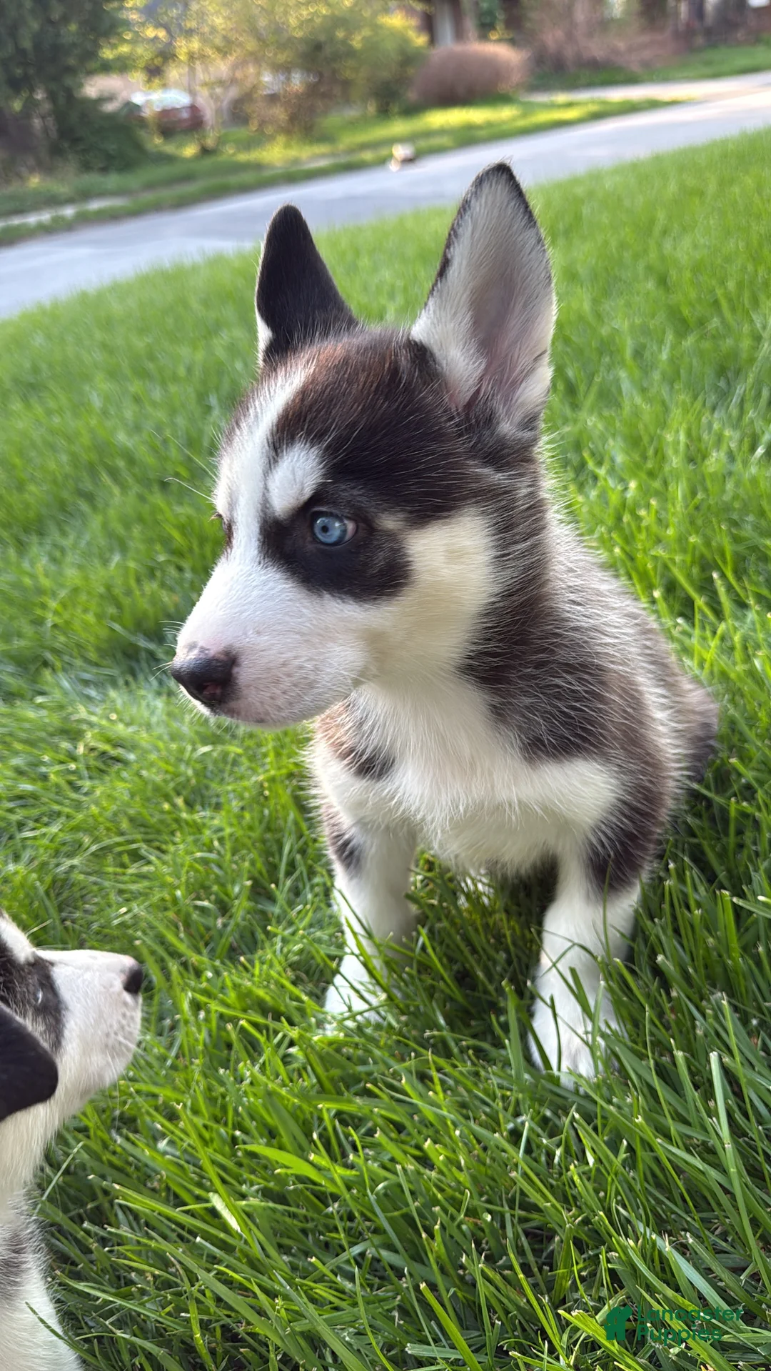 Siberian Husky dogs for sale: Alvin - Ad 2