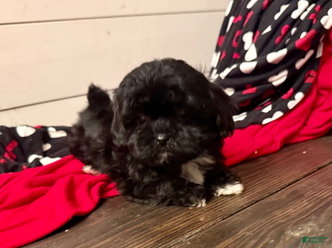 Shihpoo dogs for sale: Luna - Ad 4