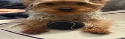 Yorkshire Terrier dogs for sale: Yorkshire Terrier  - Ad 4