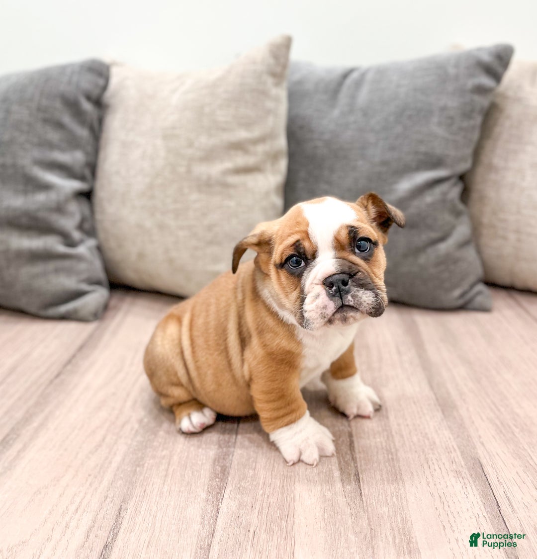 Mixed Breed dogs for sale: Duke - Ad 3