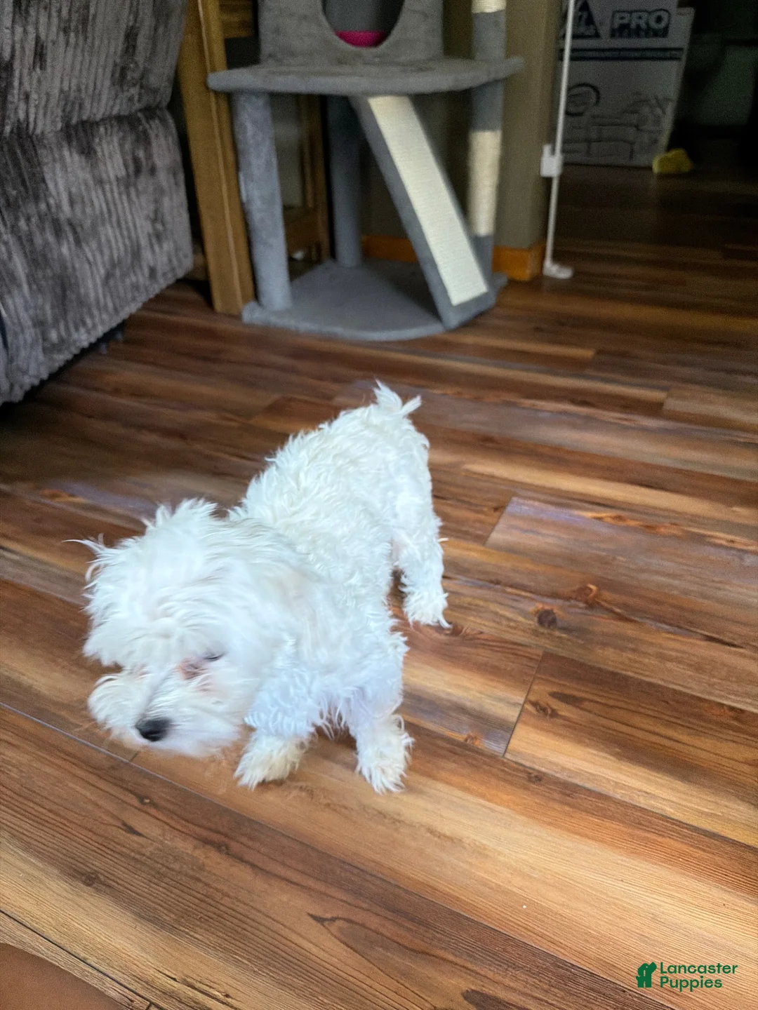 Maltese dogs for sale: Charley - Ad 2