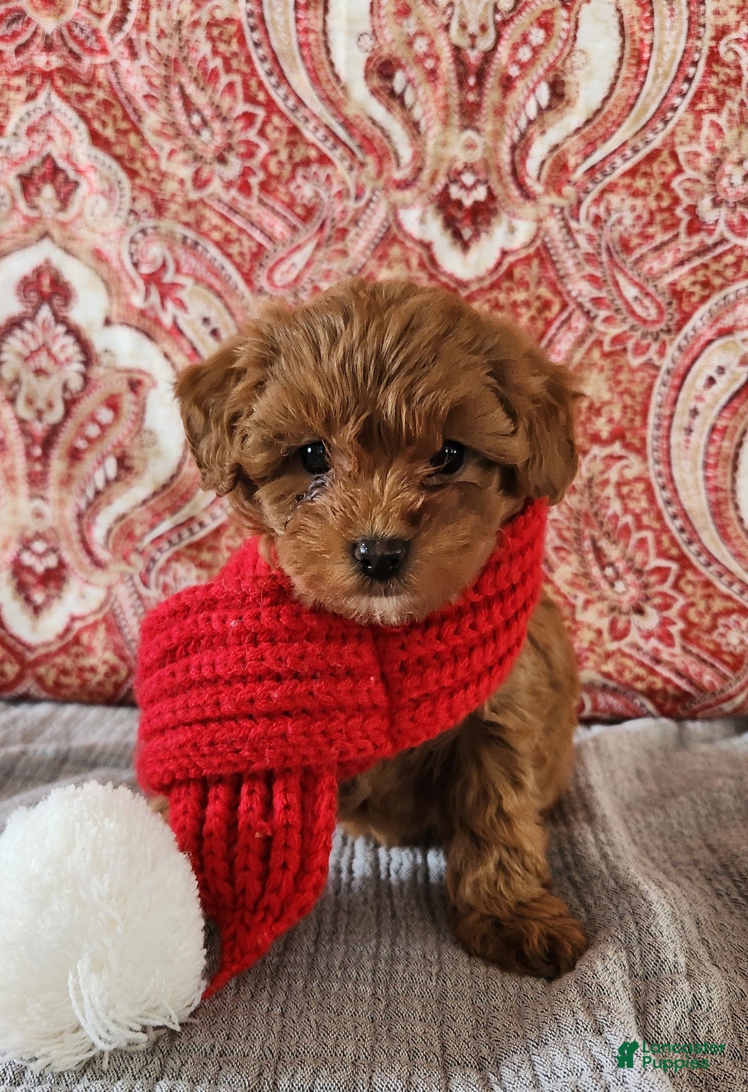 Mini Goldendoodle dogs for sale: Kate - Ad 4