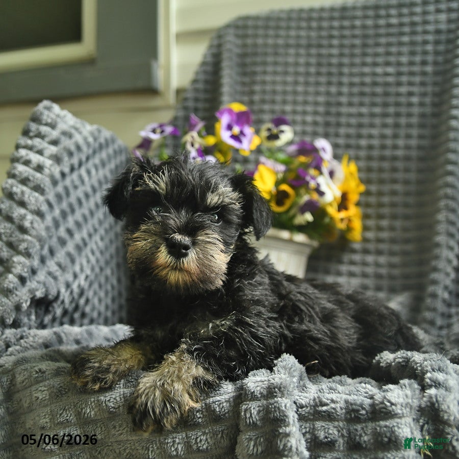 Miniature Schnauzer dogs Jasmine - Ad 2