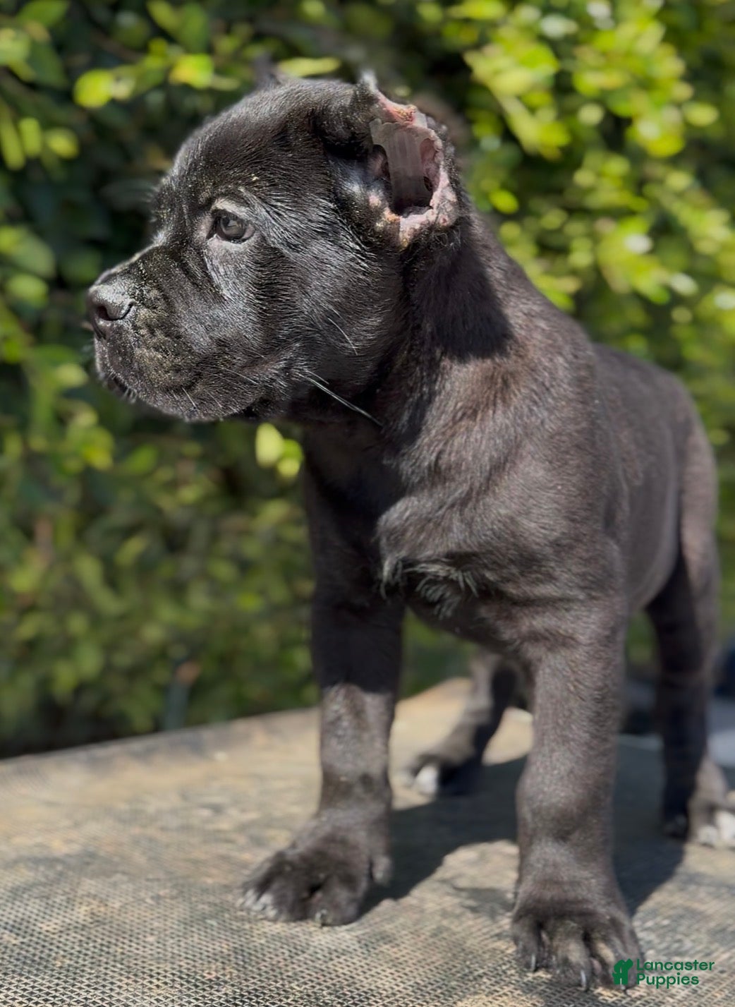 Cane Corso dogs Cane Corso 1 - Ad 1