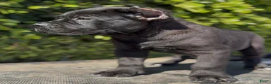 Cane Corso 1