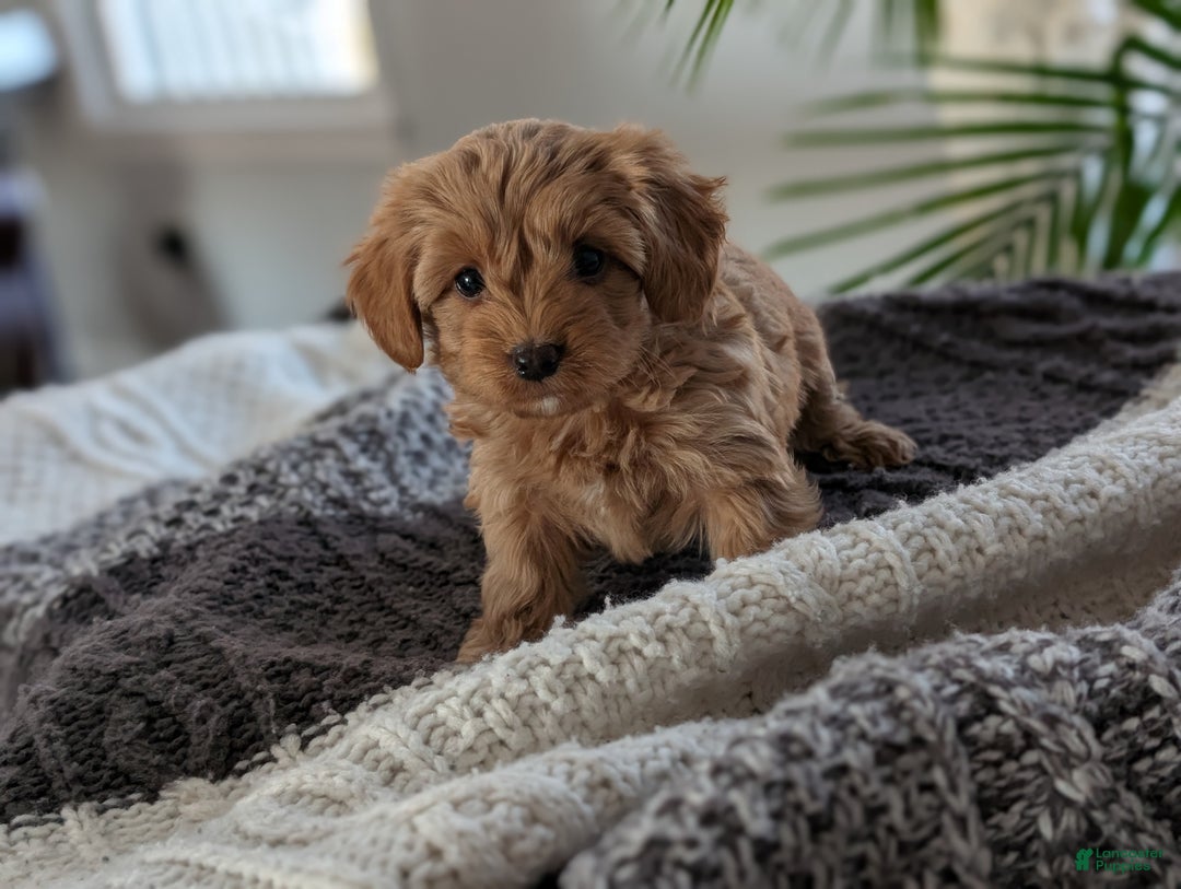 Yorkiepoo dogs for sale: Krissy - Ad 3