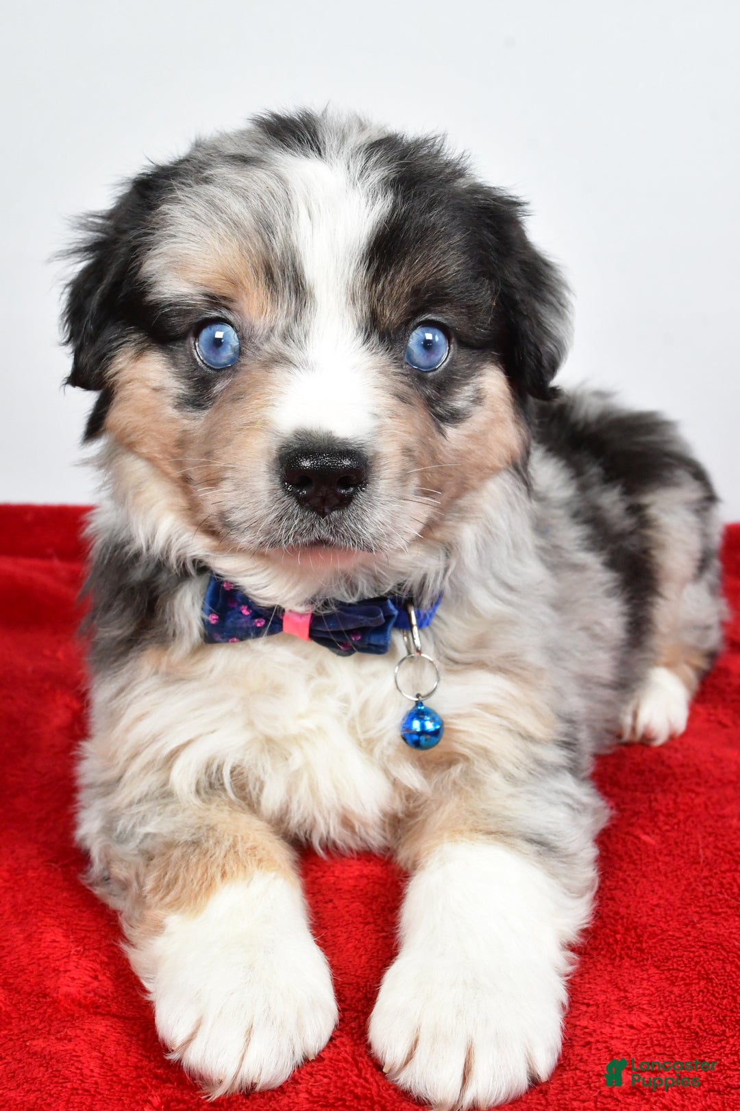 Miniature Australian Shepherd dogs for sale: Willy - Ad 12