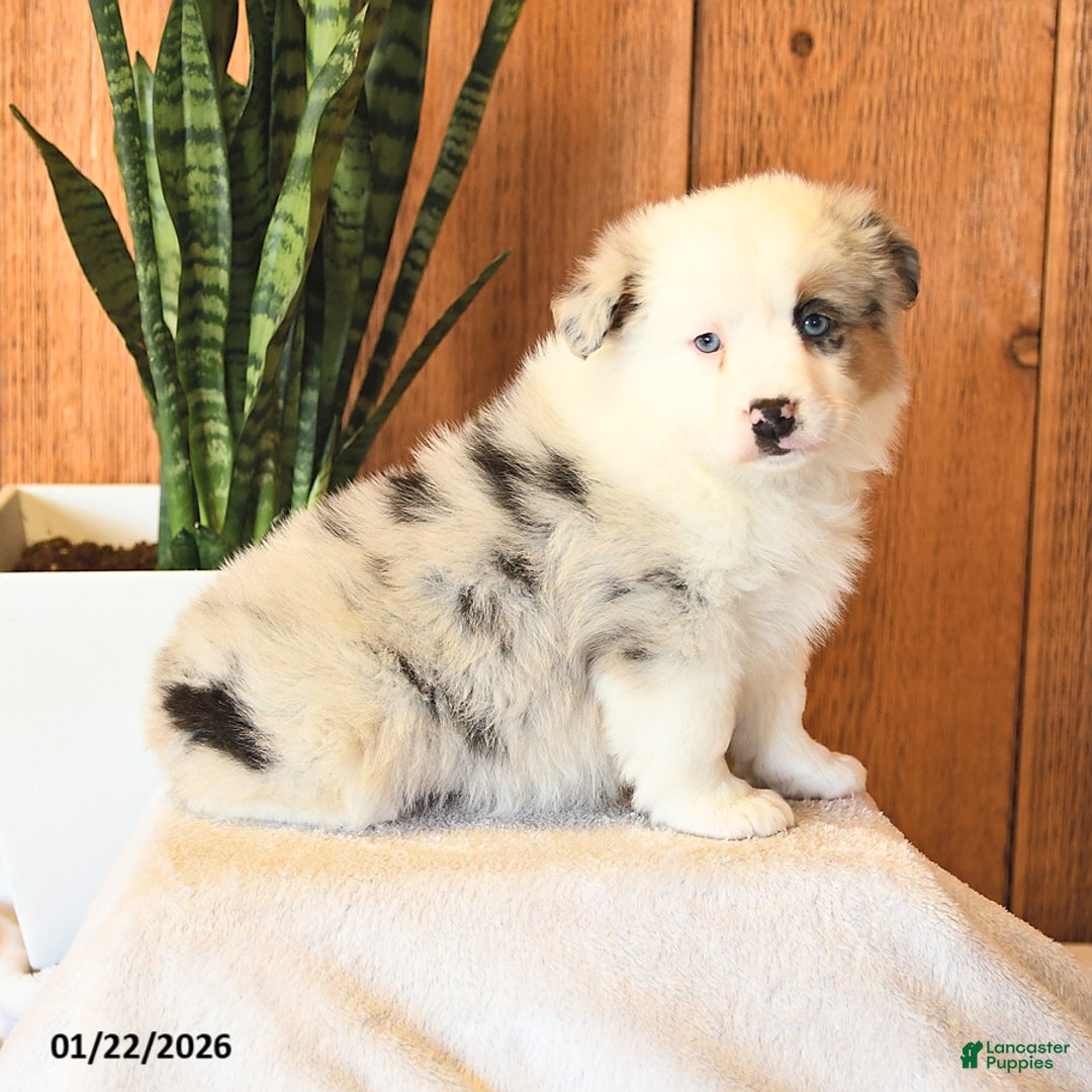 Miniature Australian Shepherd dogs for sale: Lucy - Ad 2