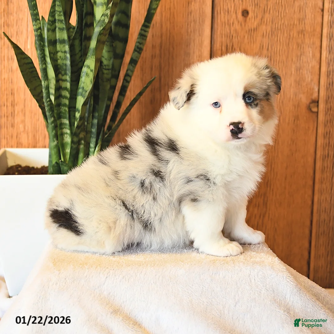 Miniature Australian Shepherd dogs for sale: Lucy - Ad 2
