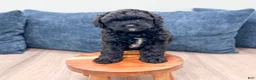 Miniature Poodle dogs for sale: Gus - Ad 3
