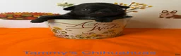 Chihuahua dogs for sale: Panther - Ad 9
