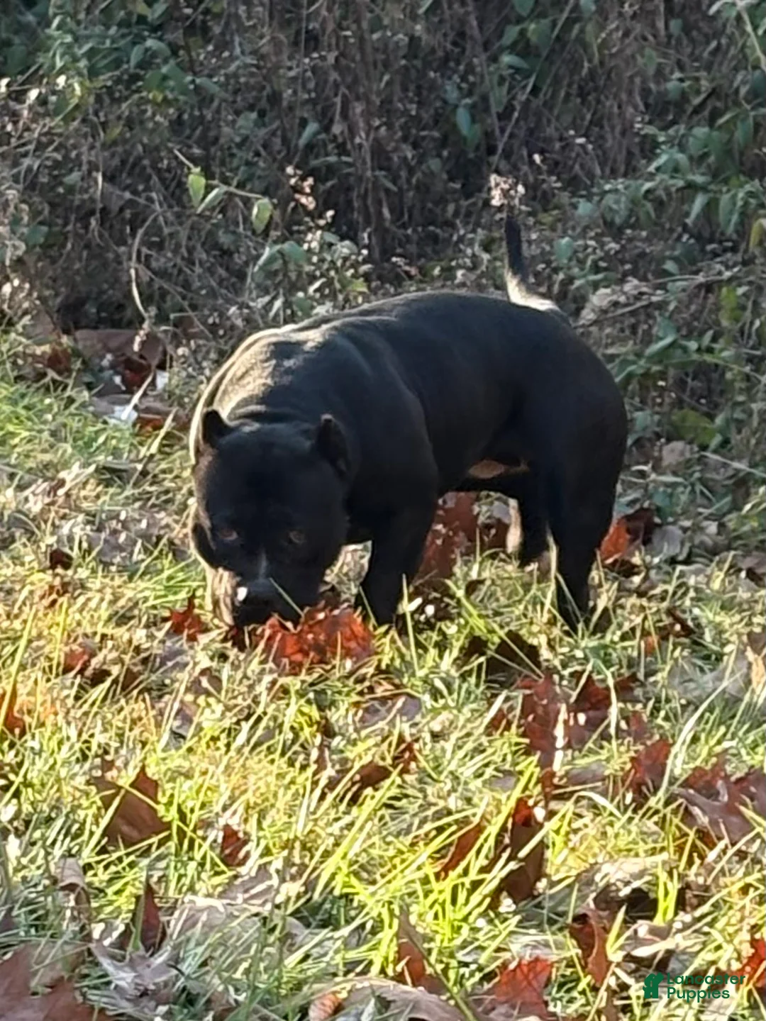 American Bully dogs for sale: Bella - Ad 5