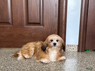 Lhasa Apso dogs Cora - Ad 9