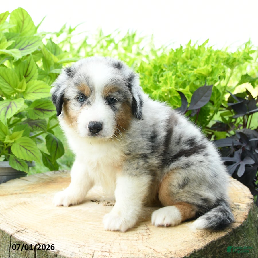 Australian Shepherd dogs Acadia - Ad 1