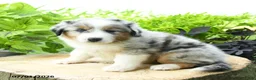 Australian Shepherd dogs for sale: Acadia - Ad 1