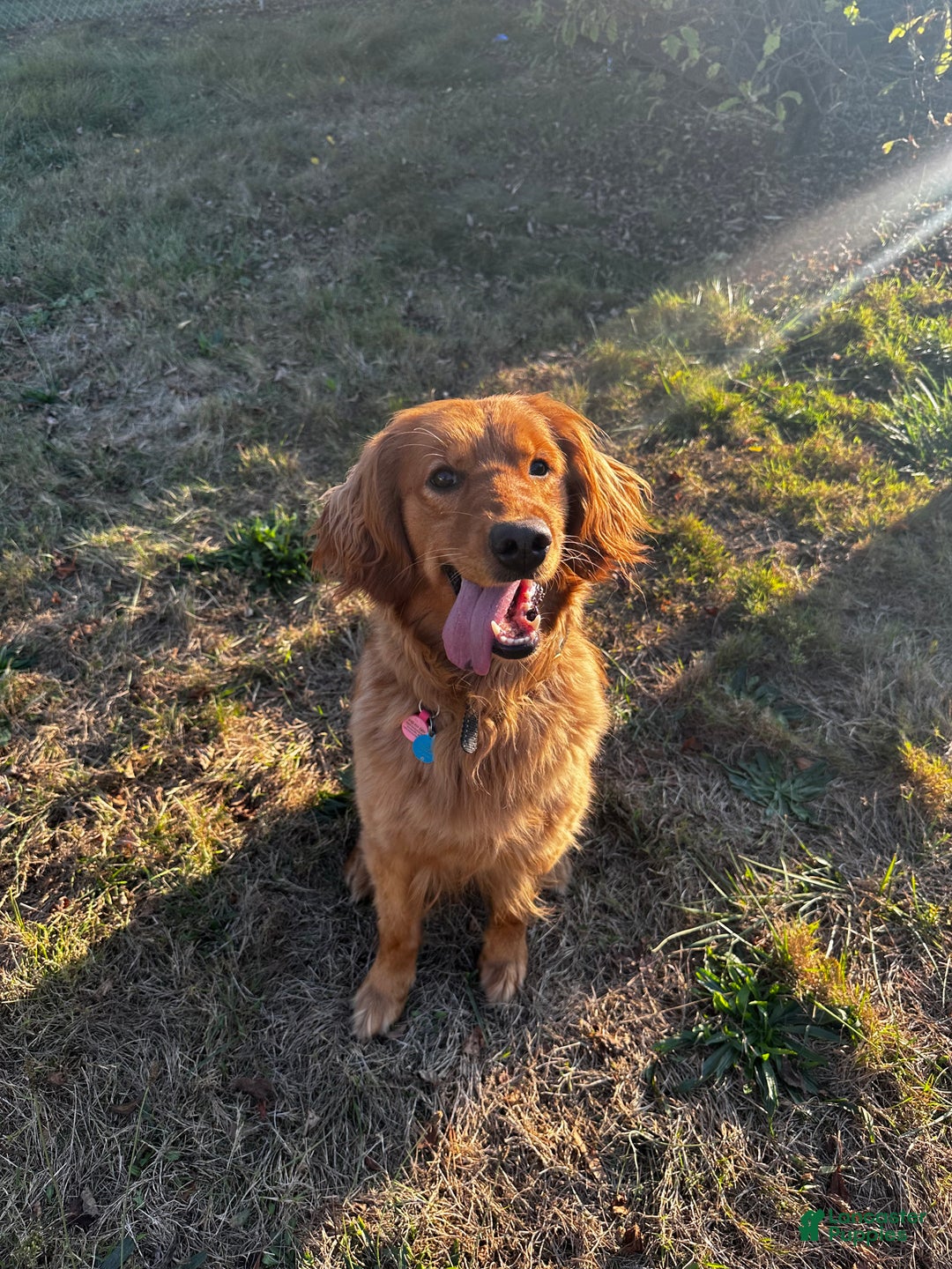 Mixed Breed dogs for sale: Soy Bean - Ad 2