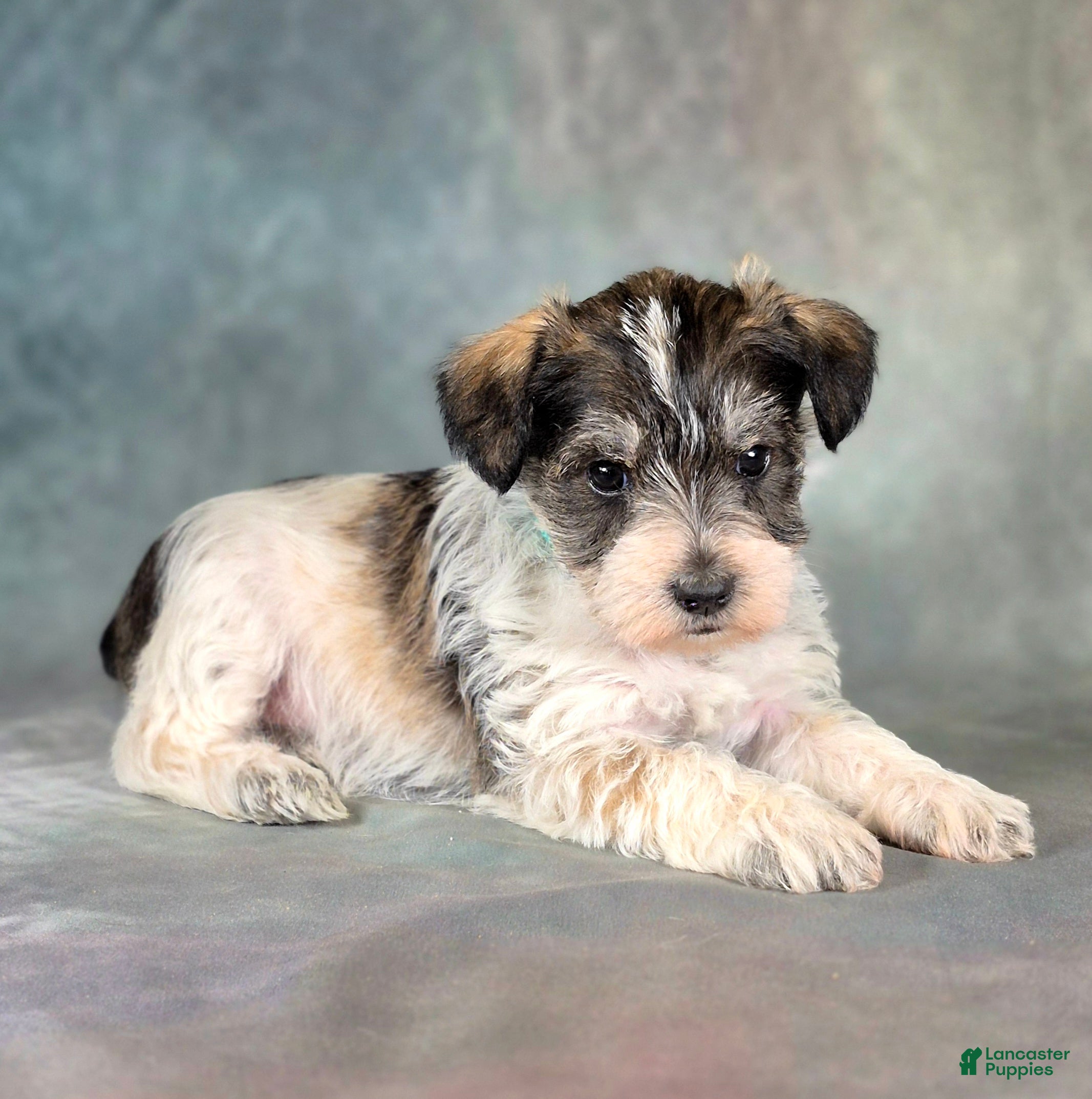 Miniature Schnauzer dogs for sale: Patch - Ad 2